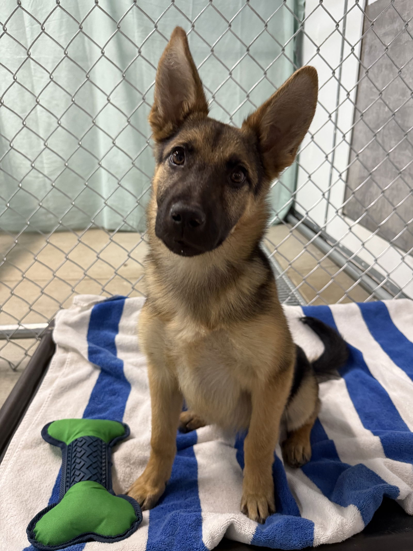 adoptable Dog in San Diego, CA named Feya
