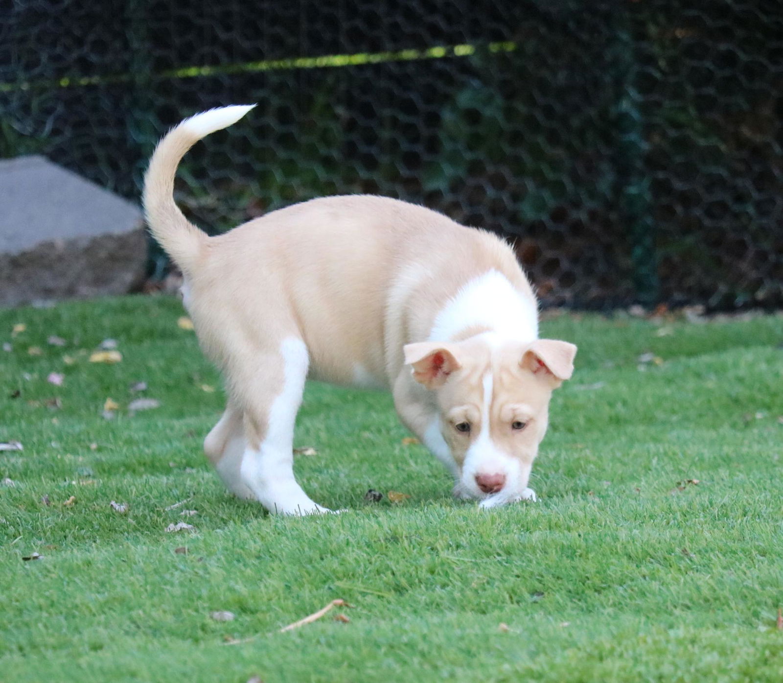 adoptable Dog in San Diego, CA named Asha's Hope