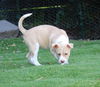 adoptable Dog in san diego, CA named Asha