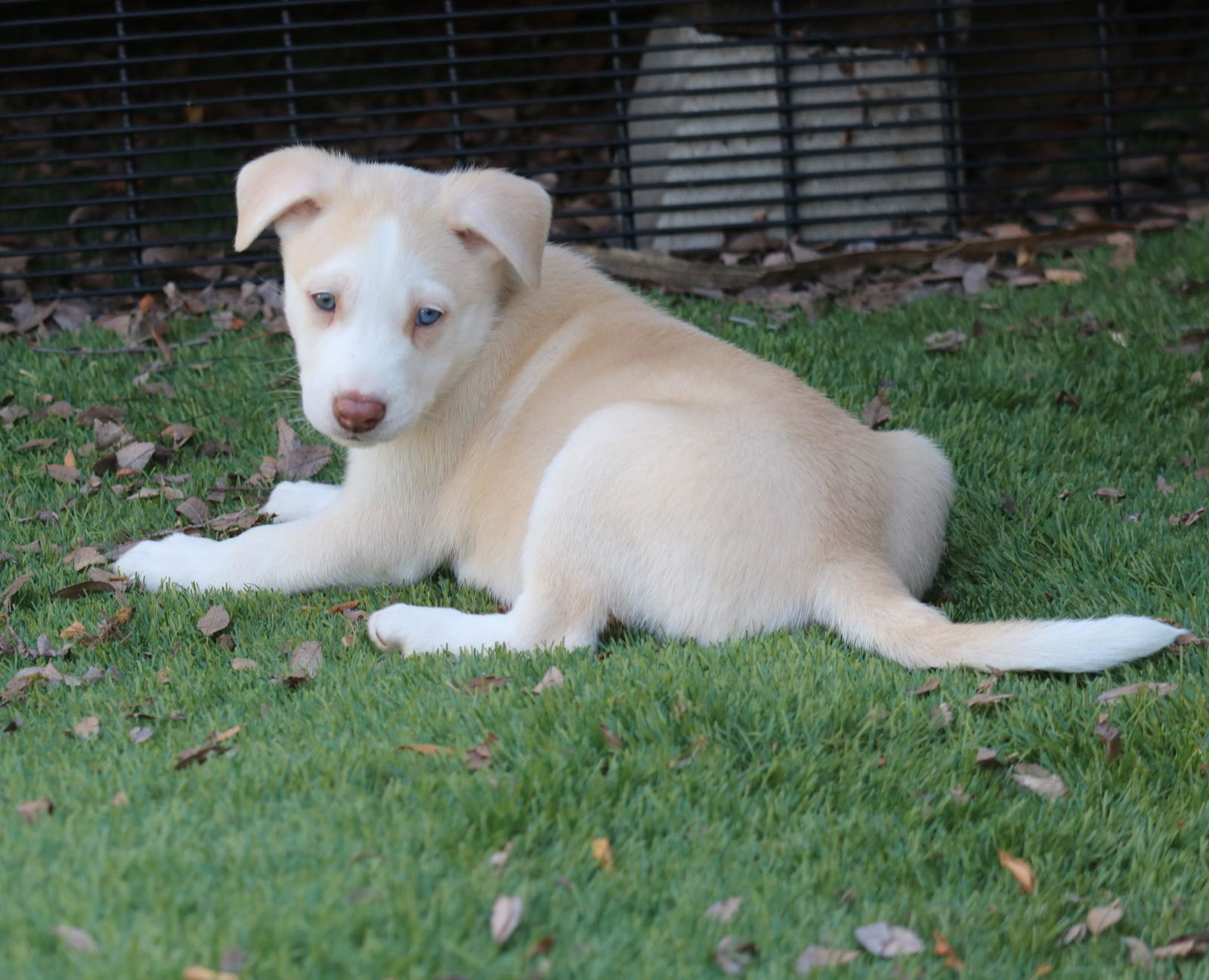 adoptable Dog in San Diego, CA named Asha's Chance