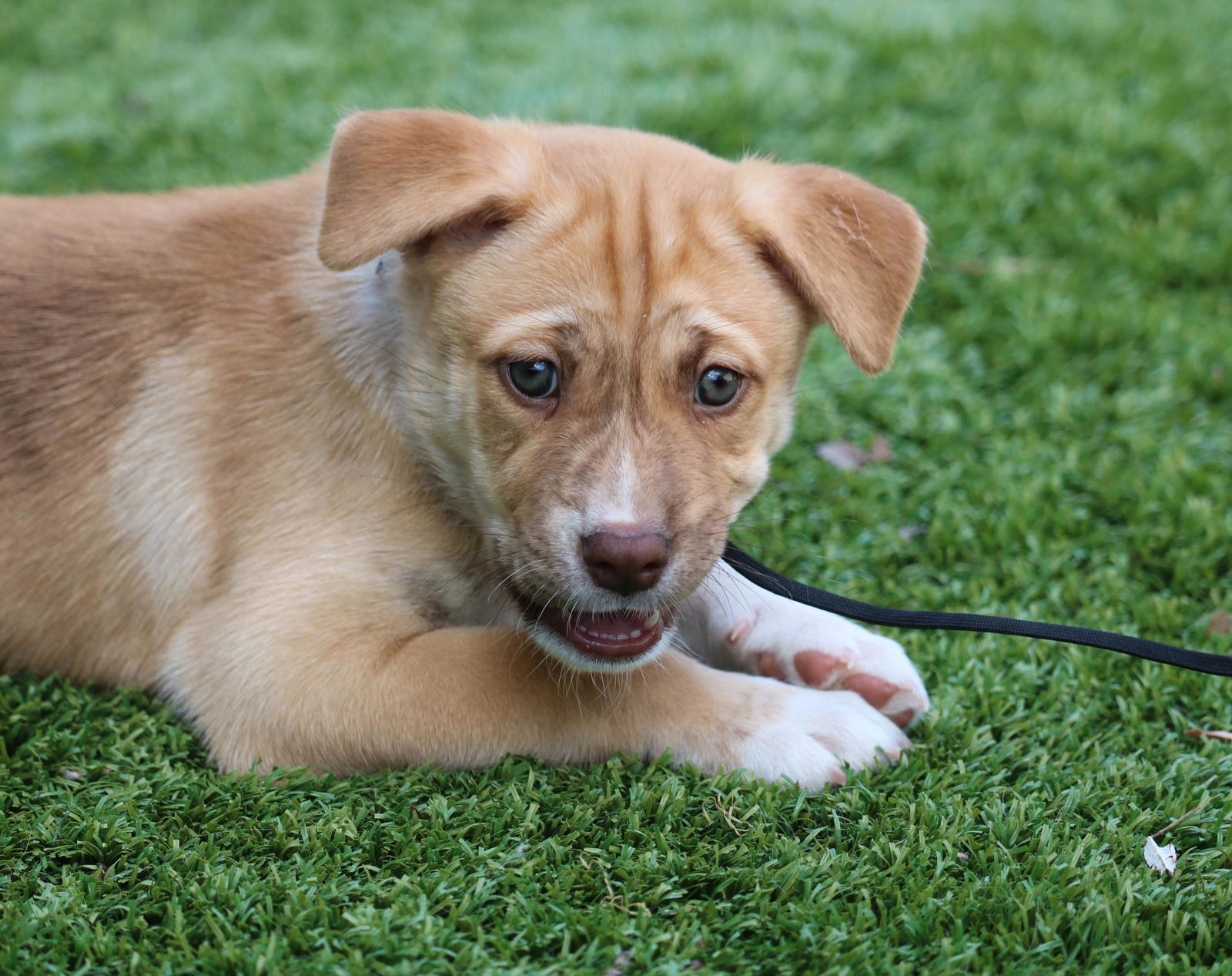 adoptable Dog in San Diego, CA named Asha's Dreamer