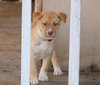 Asha's Dreamer - Photo 2