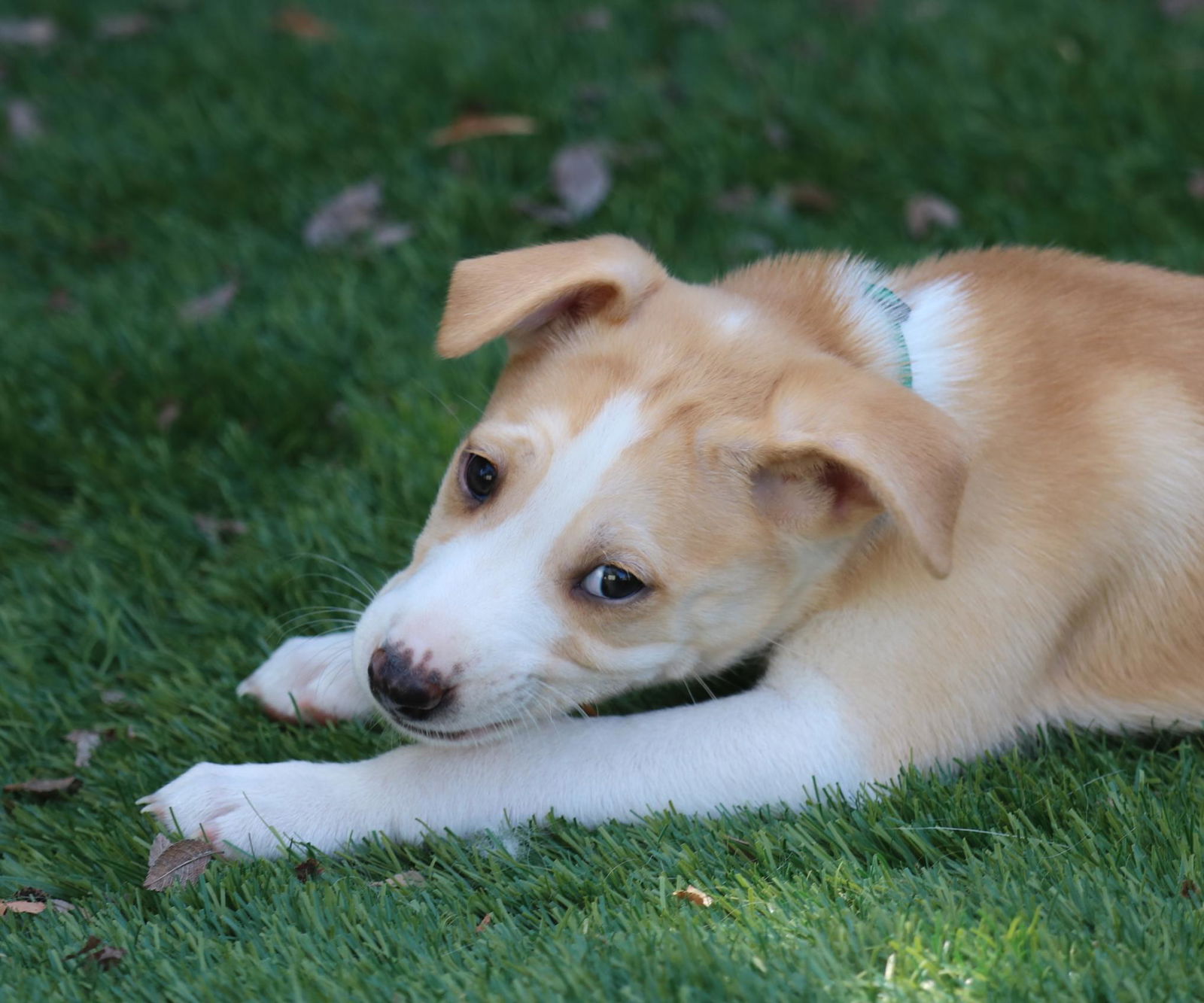 adoptable Dog in San Diego, CA named Asha's Honor
