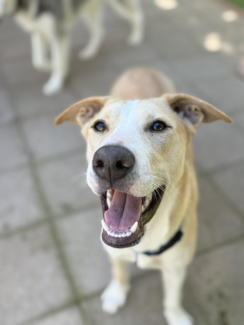 picture of the dog needing adoption