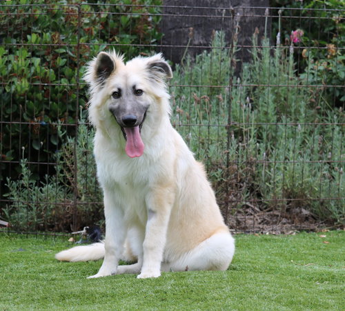 picture of the dog needing adoption