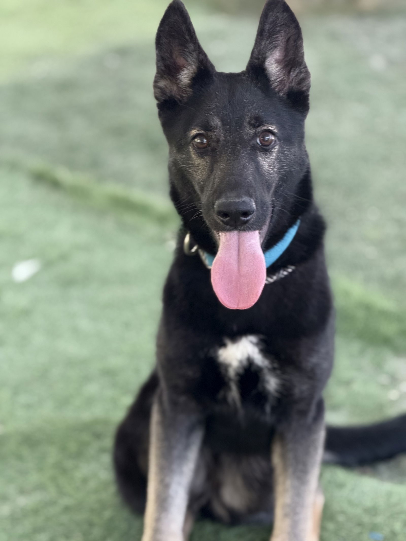 adoptable Dog in San Diego, CA named Destiny