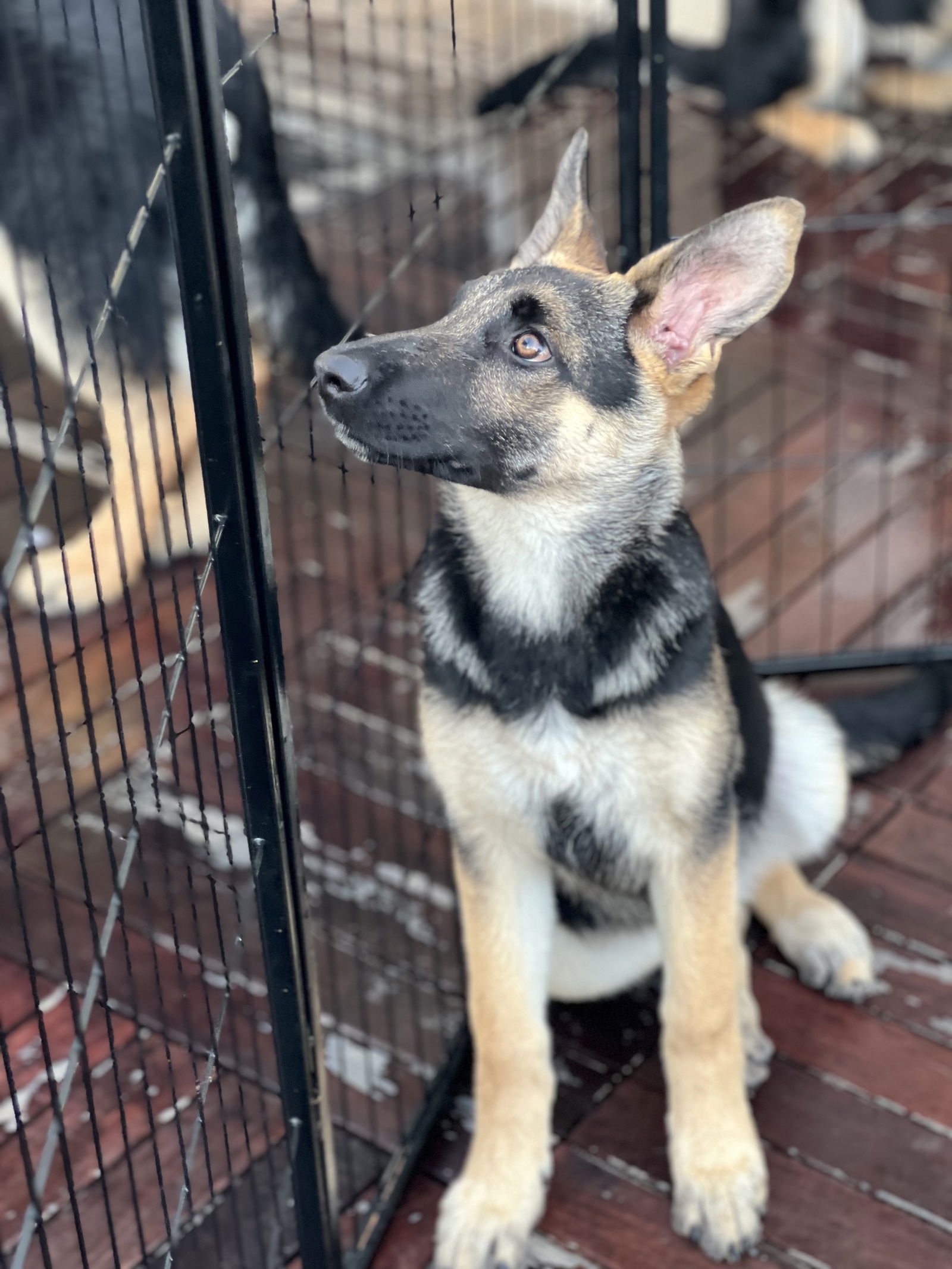 adoptable Dog in San Diego, CA named Cassie
