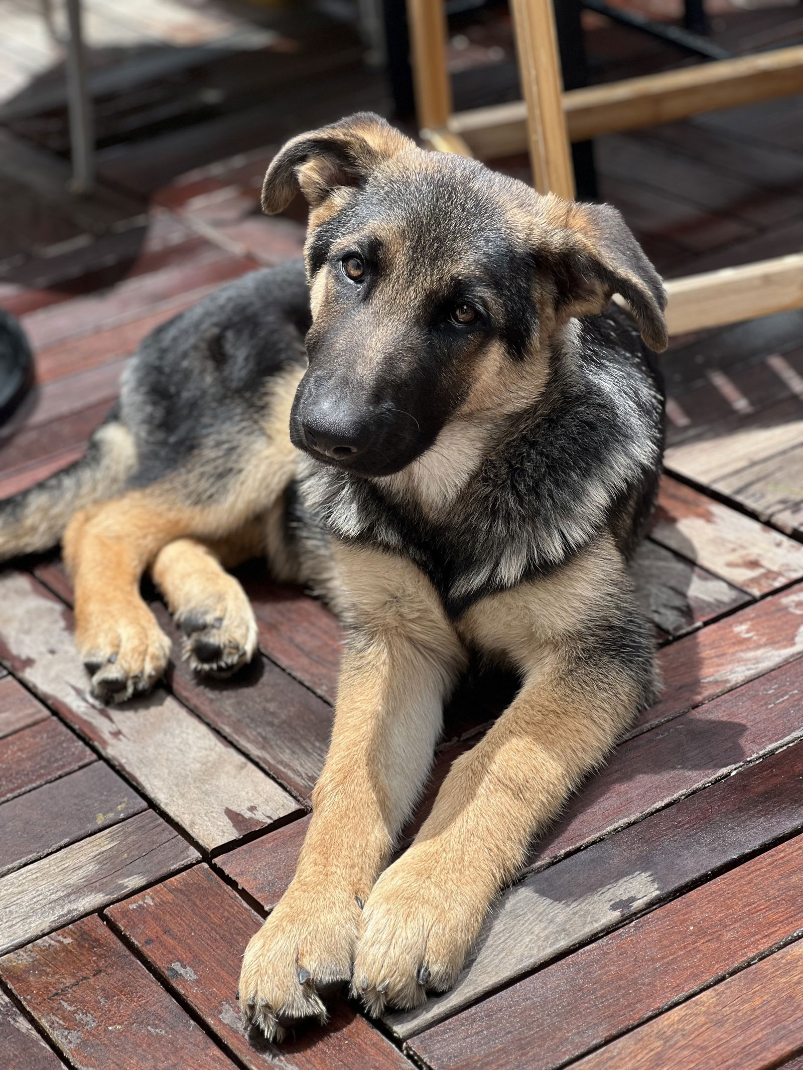 adoptable Dog in San Diego, CA named Charlie