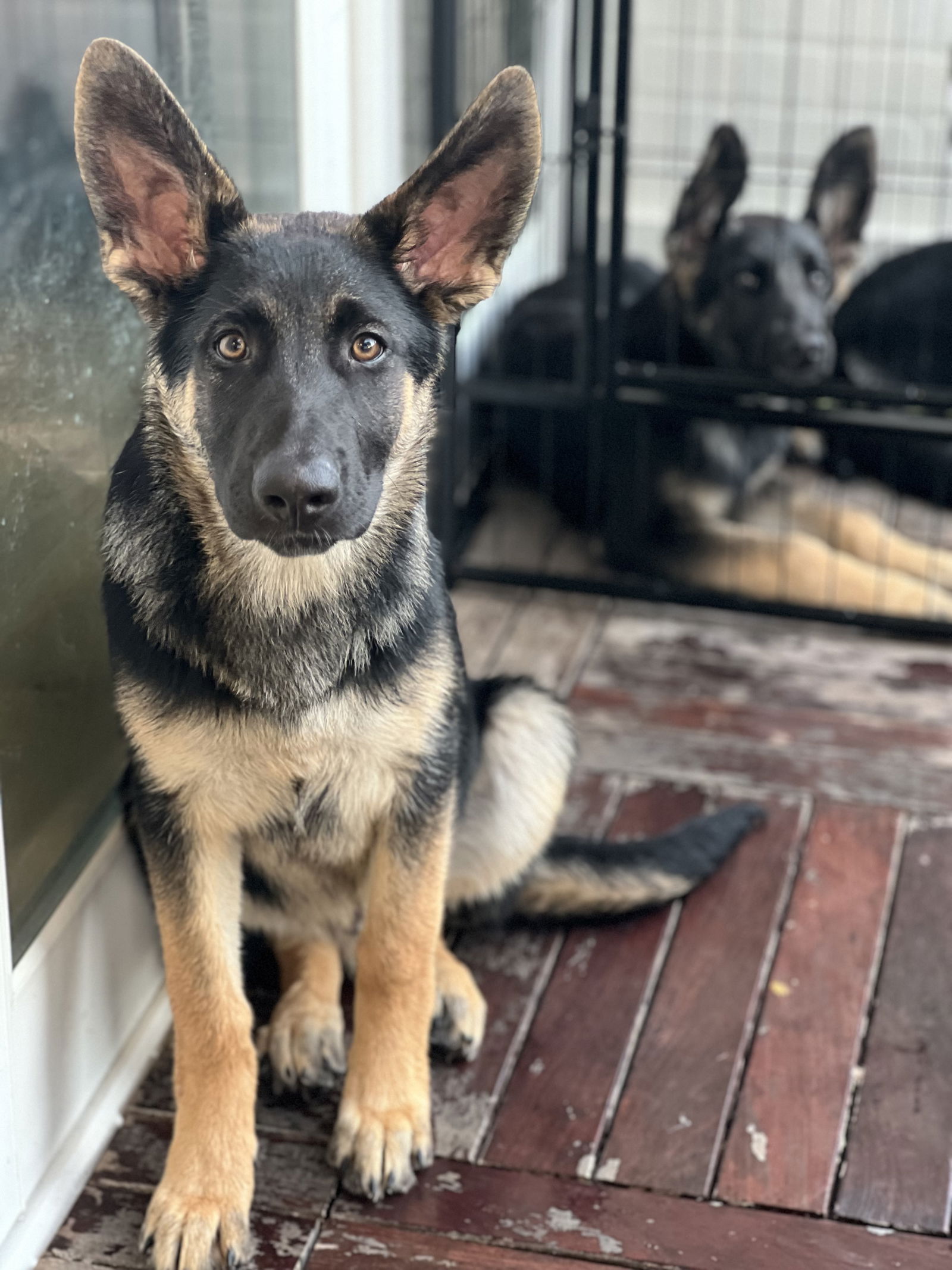 adoptable Dog in San Diego, CA named Chase