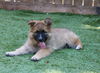adoptable Dog in  named Baby Hans