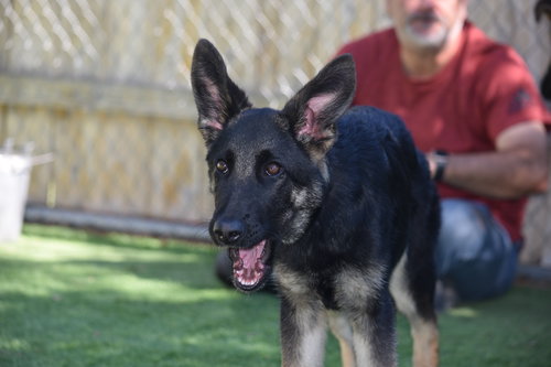 picture of the dog needing adoption