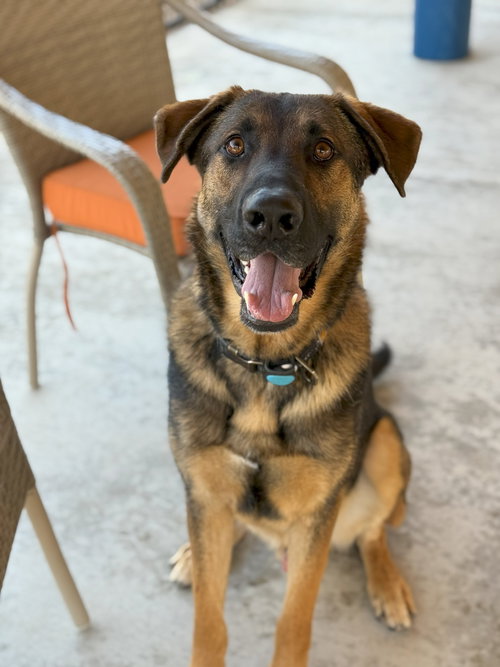 picture of the dog needing adoption