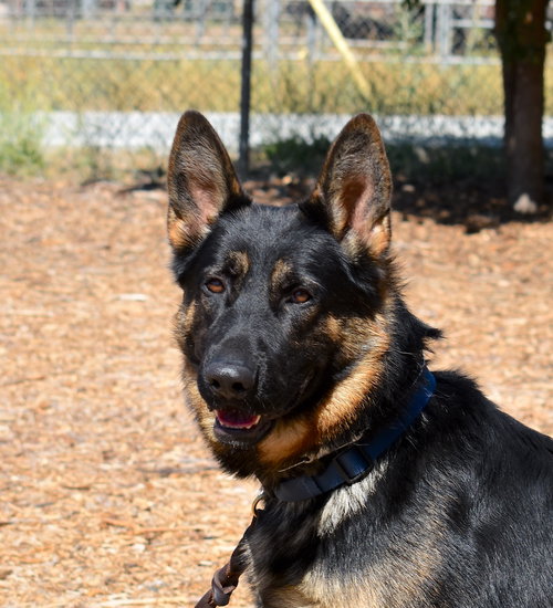 picture of the dog needing adoption