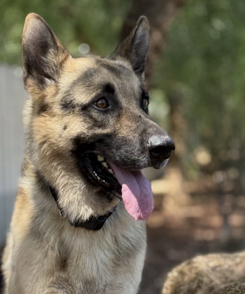 picture of the dog needing adoption