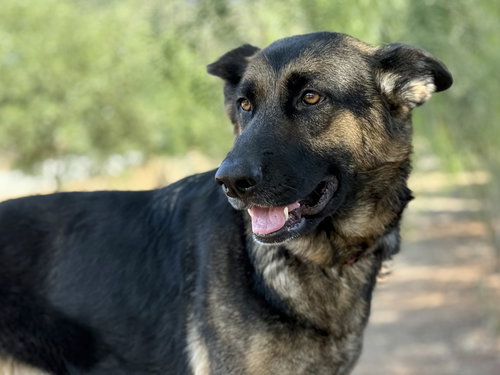 picture of the dog needing adoption