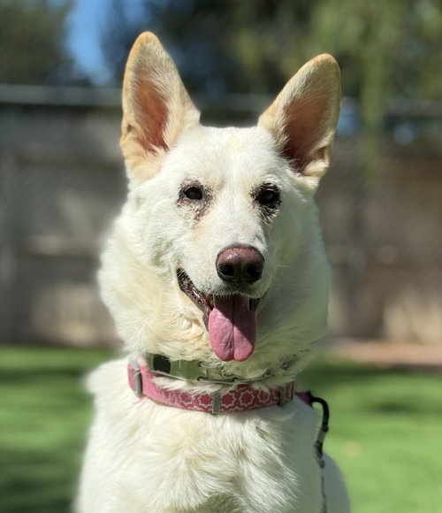 picture of the dog needing adoption