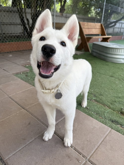 picture of the dog needing adoption