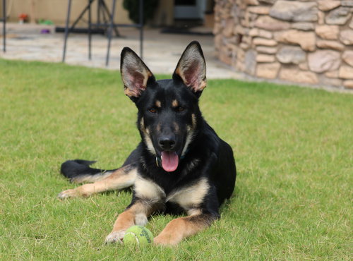 picture of the dog needing adoption