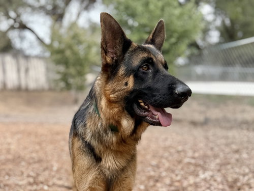 picture of the dog needing adoption