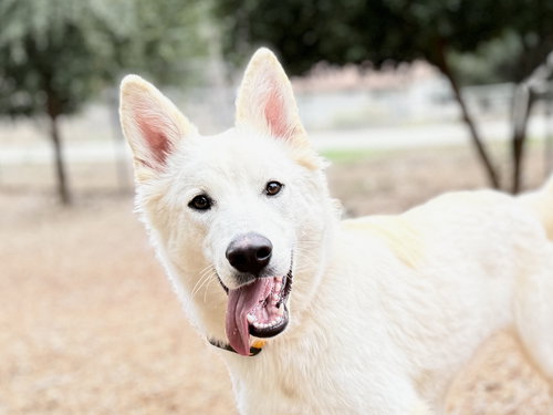 picture of the dog needing adoption