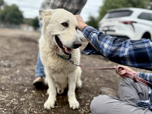 ROCCO - German Shepherd Dog available for adoption