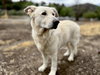 Rocco - Photo 2