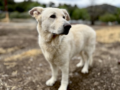 ROCCO - German Shepherd Dog available for adoption