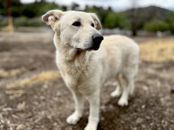 Rocco