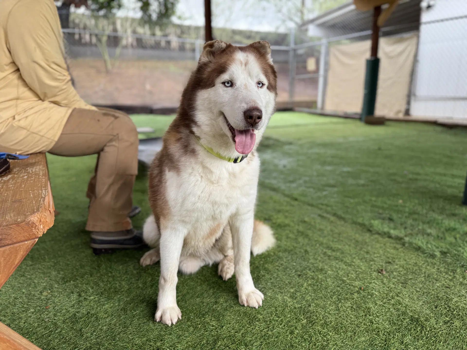 Barry - Husky