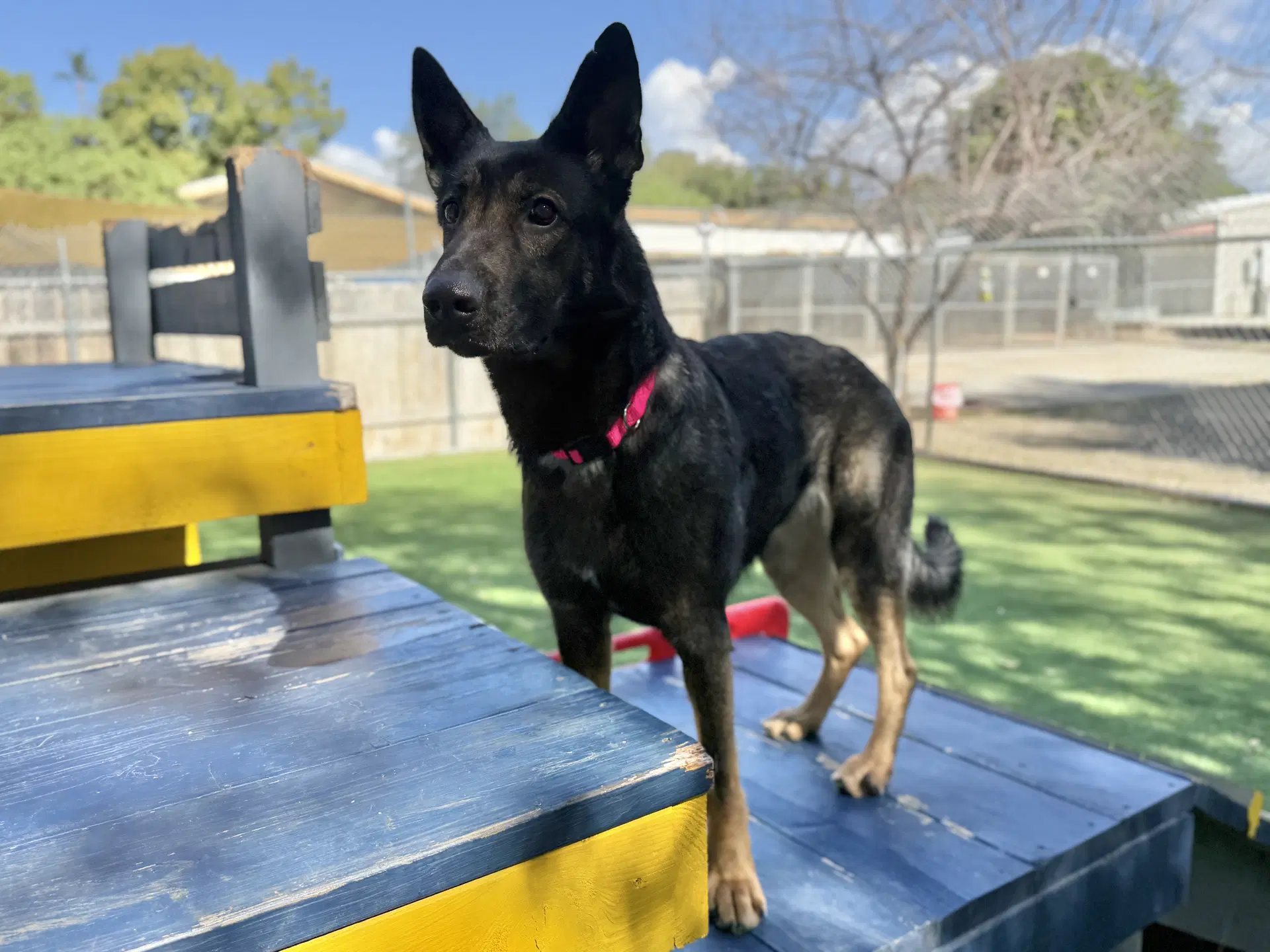 Brynn - German Shepherd Dog