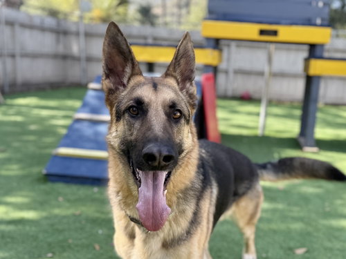 picture of the dog needing adoption
