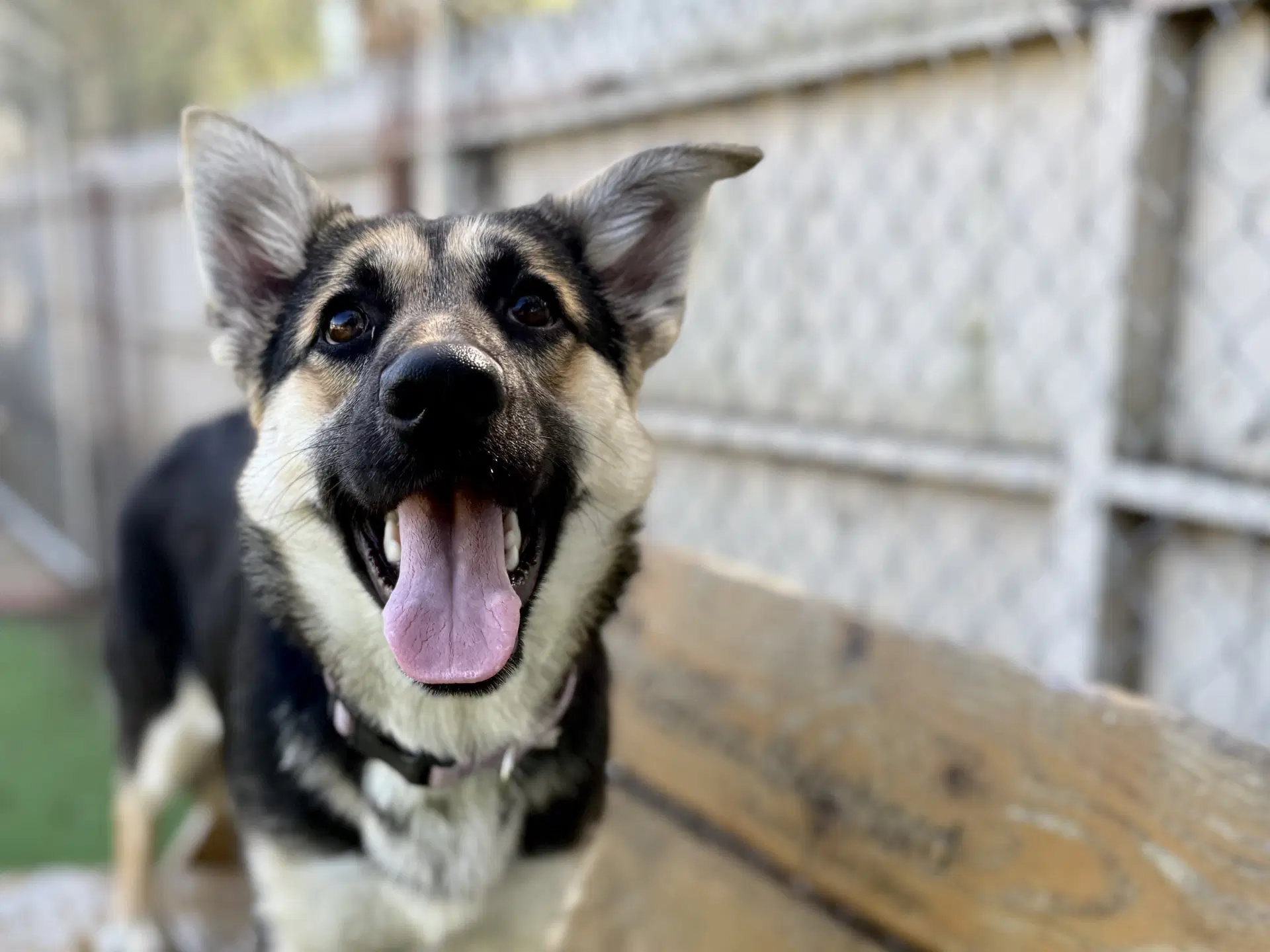 Julie - German Shepherd Dog