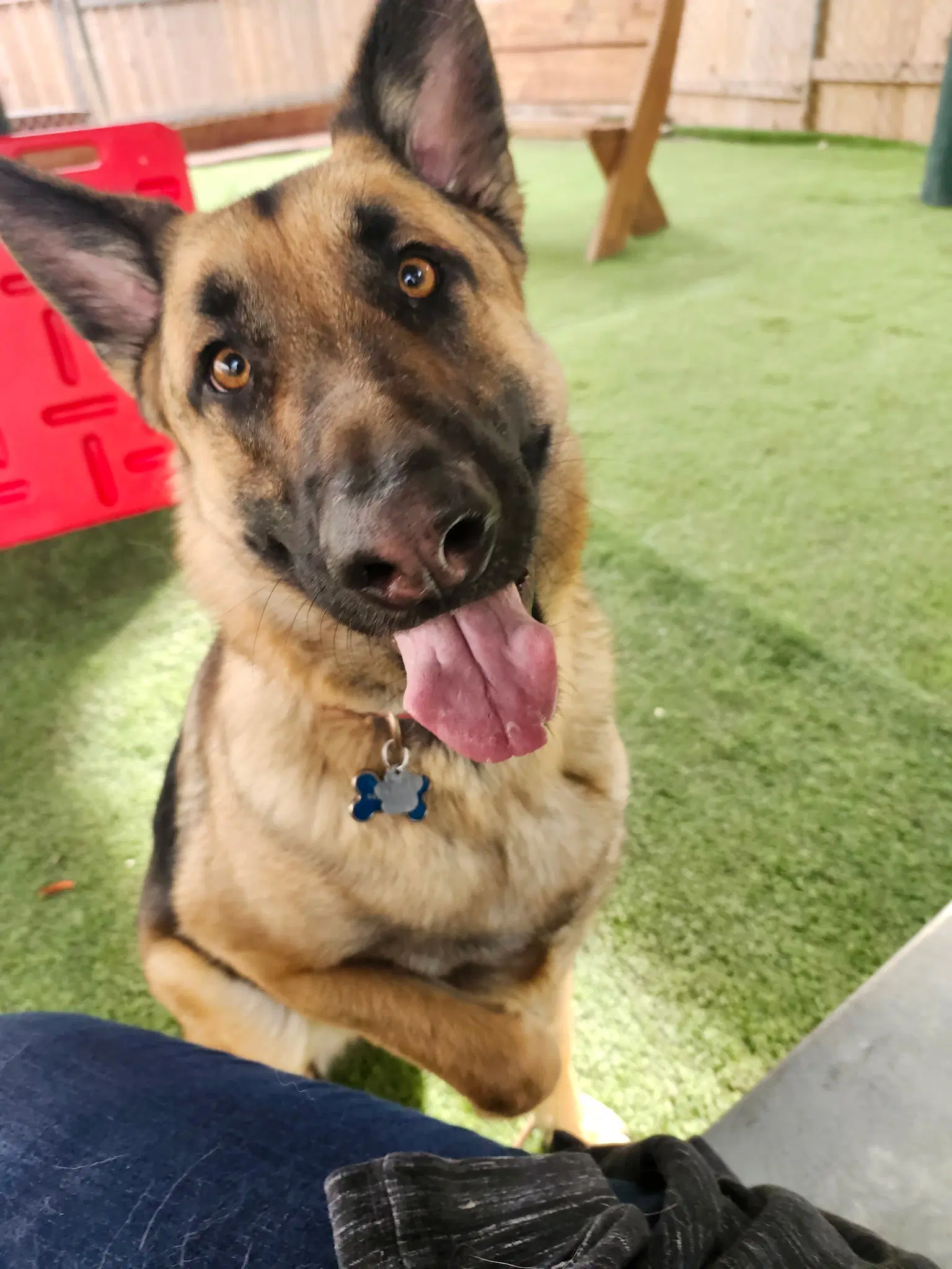 River - German Shepherd Dog