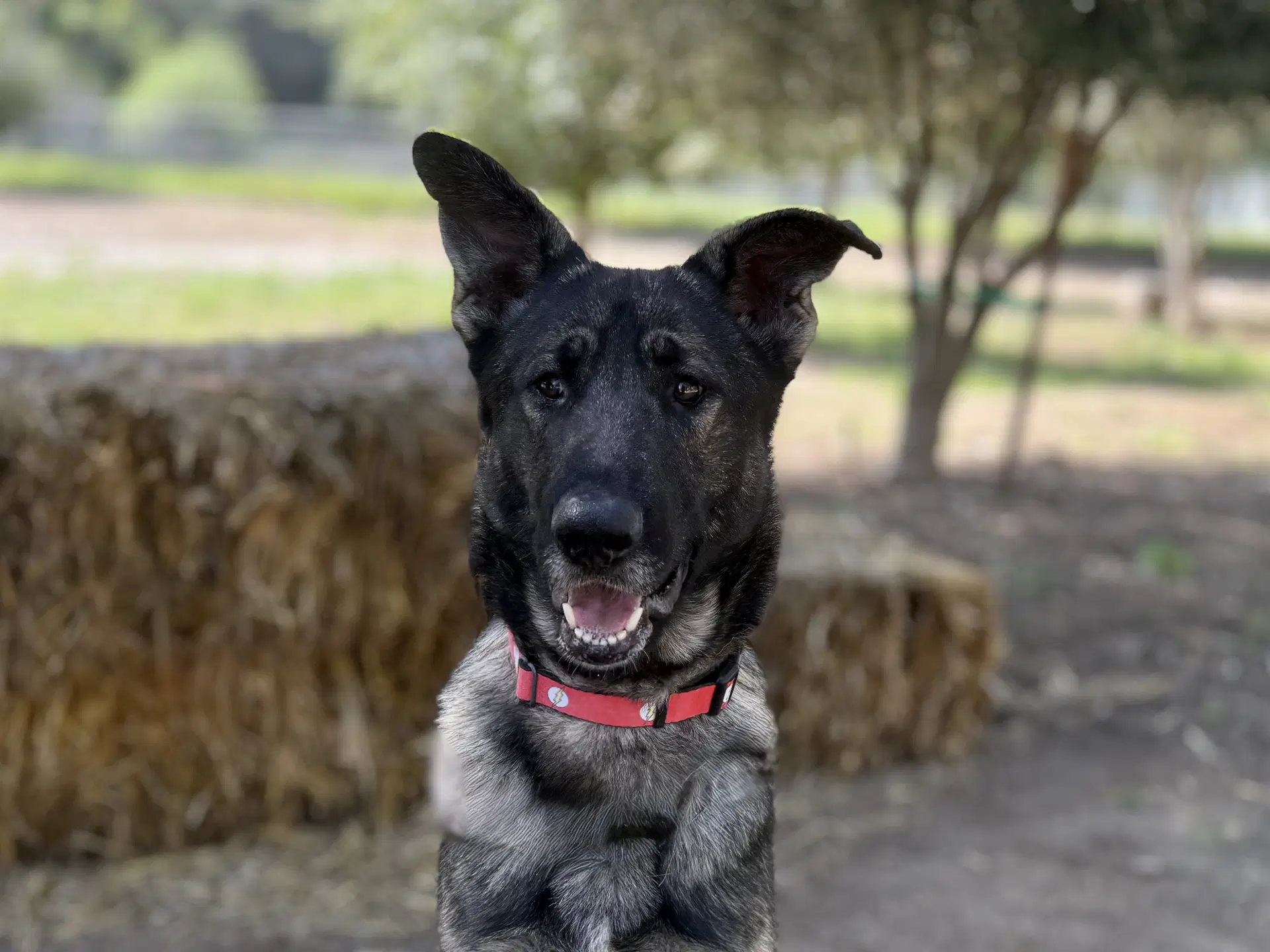 Storm - German Shepherd Dog