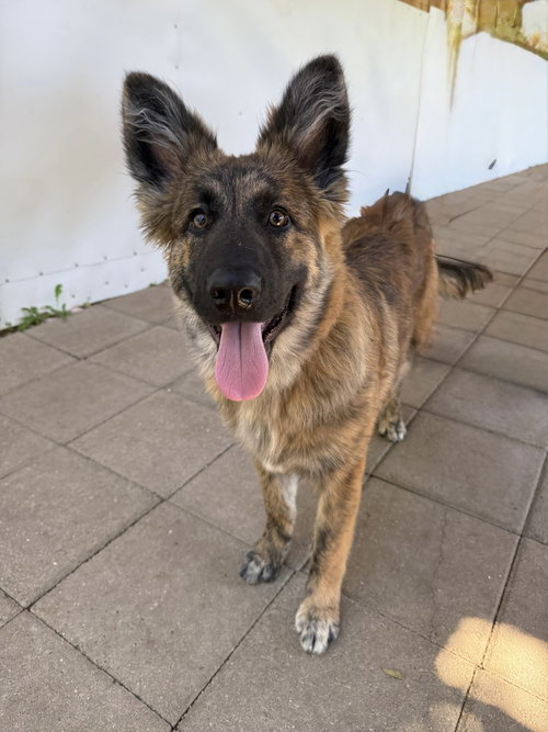 picture of the dog needing adoption