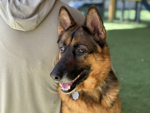 picture of the dog needing adoption