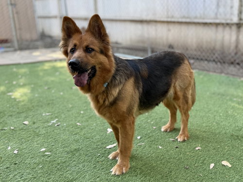 picture of the dog needing adoption