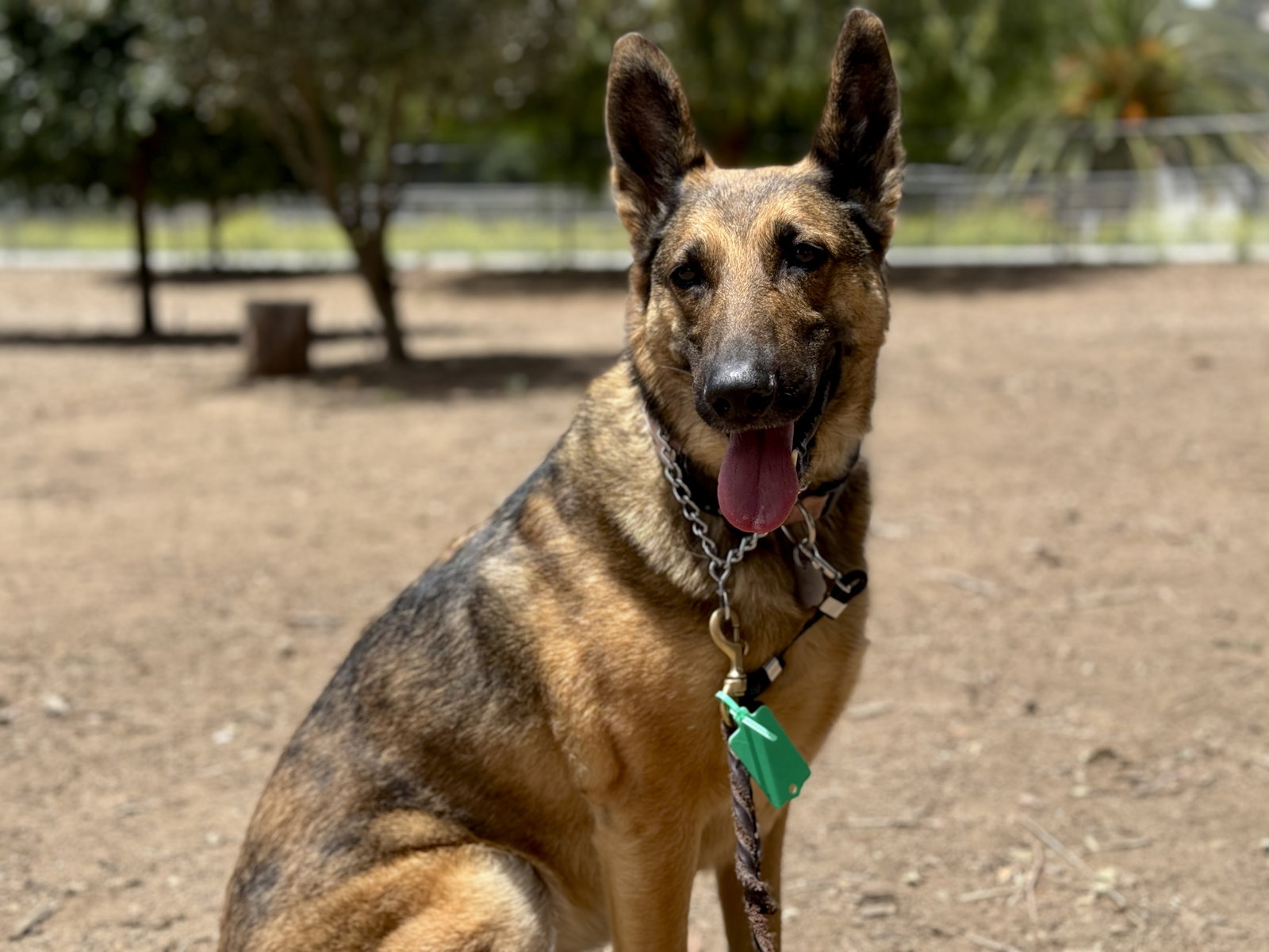 Cleo, German Shepherd Dog