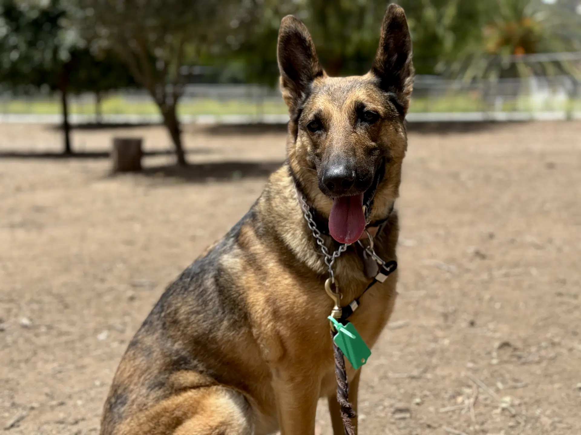 Cleo - German Shepherd Dog
