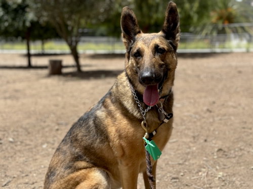 Cleo, a dog for adoption from Coastal K9 German Shepherd Rescue