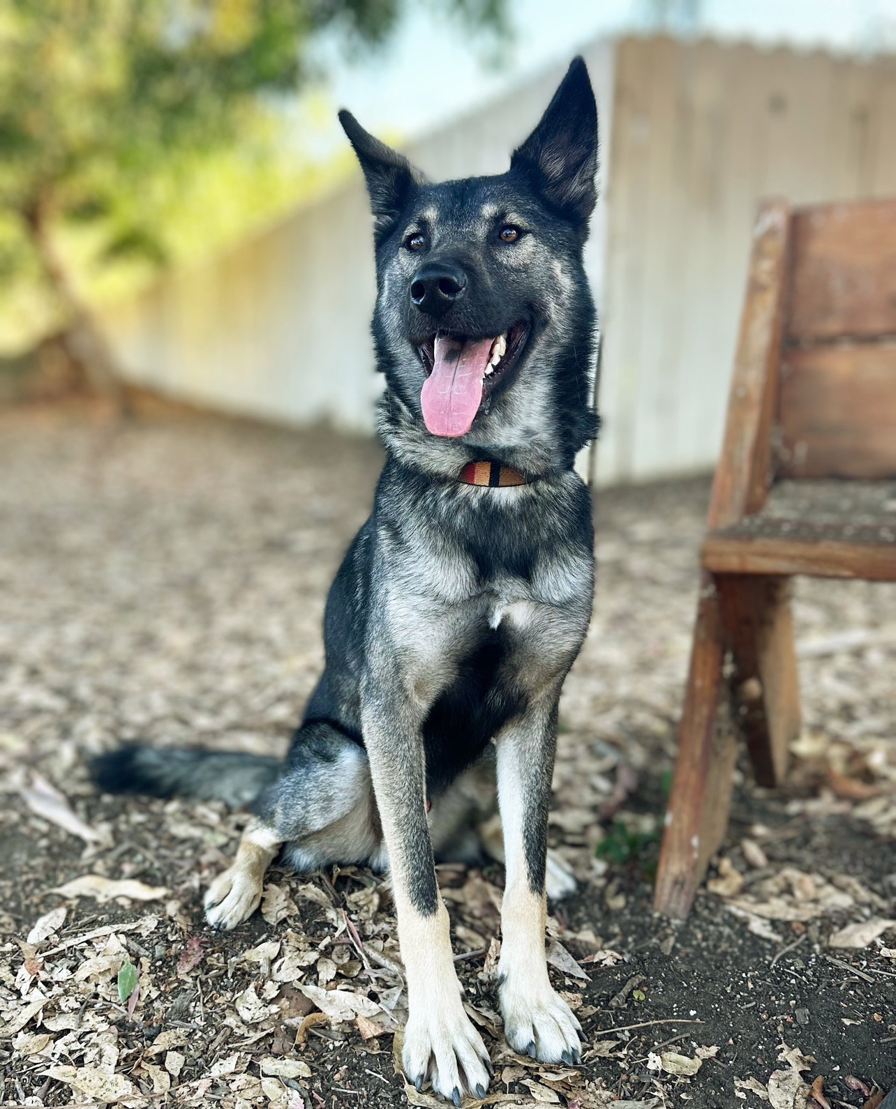 Dylan, German Shepherd Dog