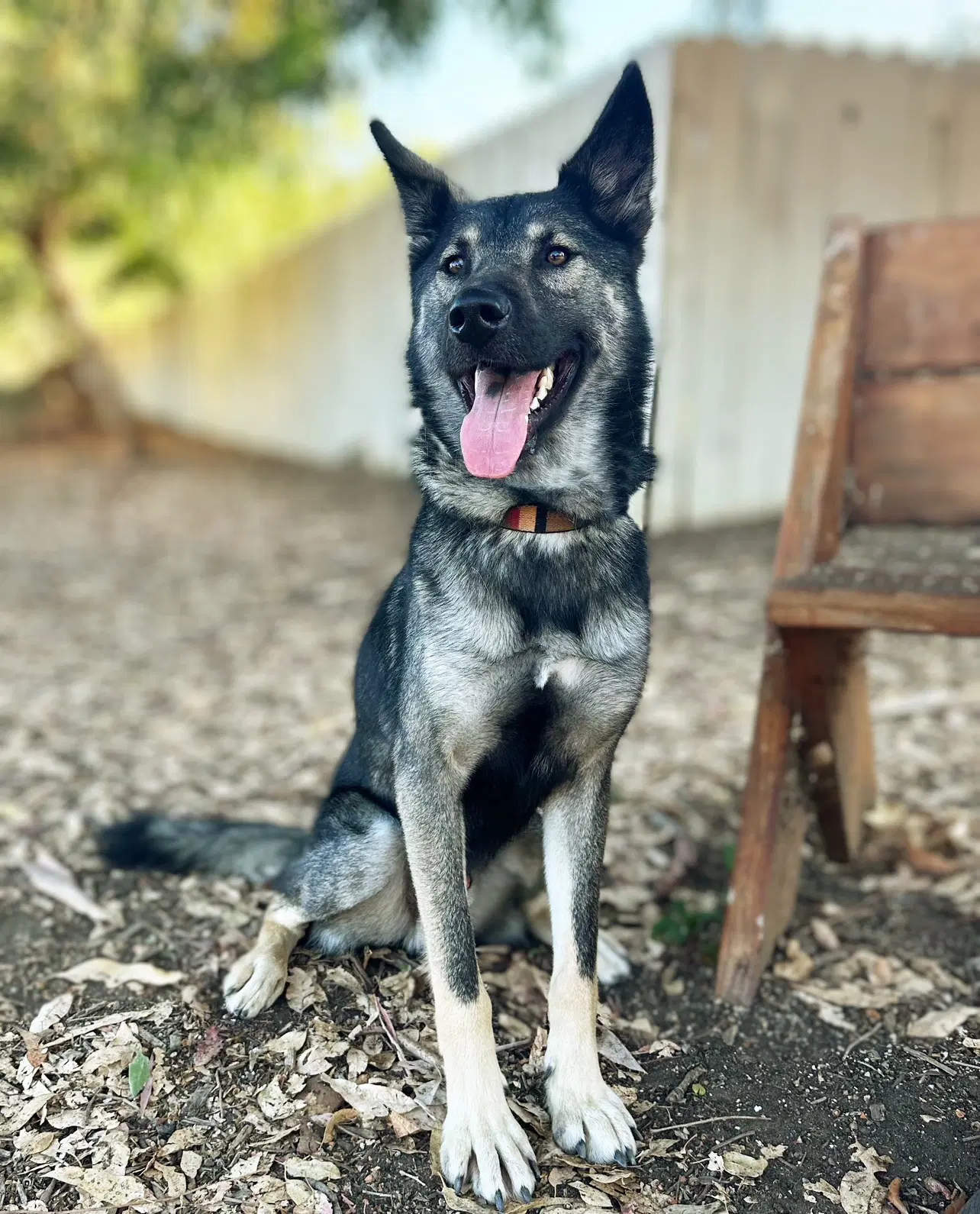 Dylan - German Shepherd Dog