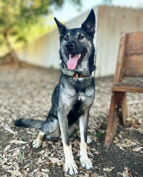 Dylan, a dog for adoption from Coastal K9 German Shepherd Rescue