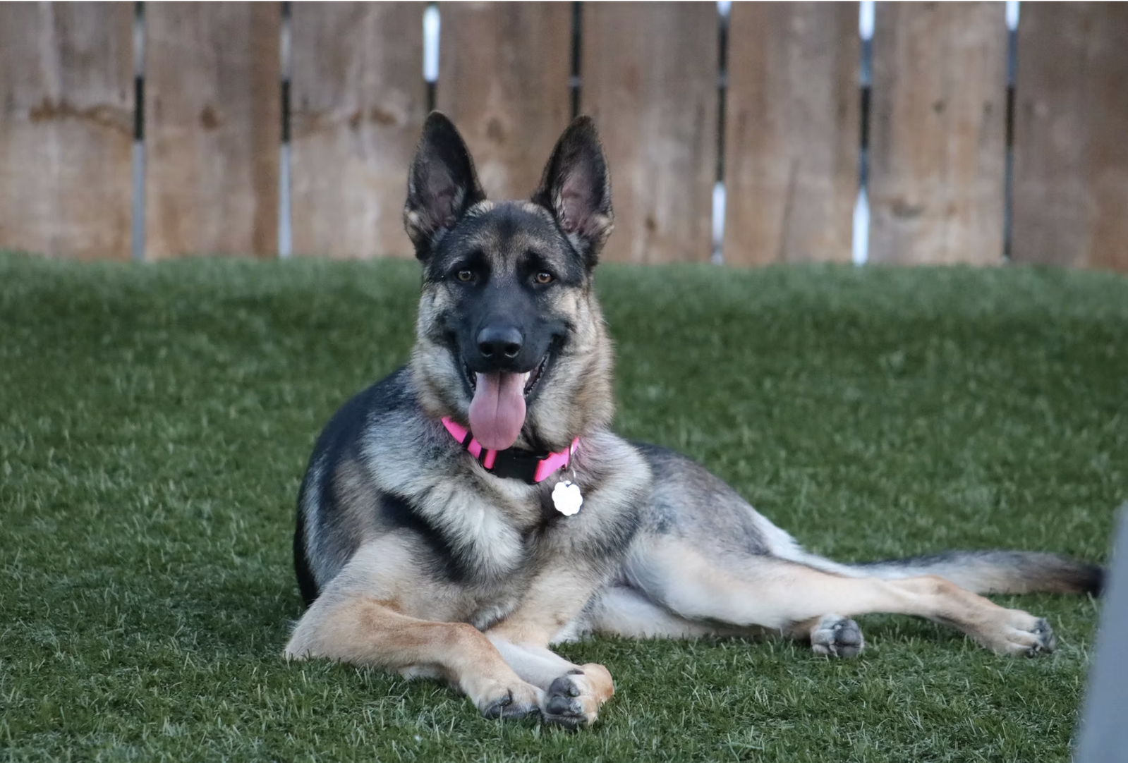 Ivy, German Shepherd Dog