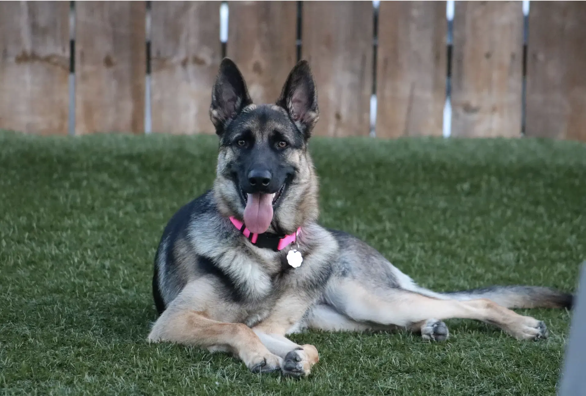 Ivy - German Shepherd Dog