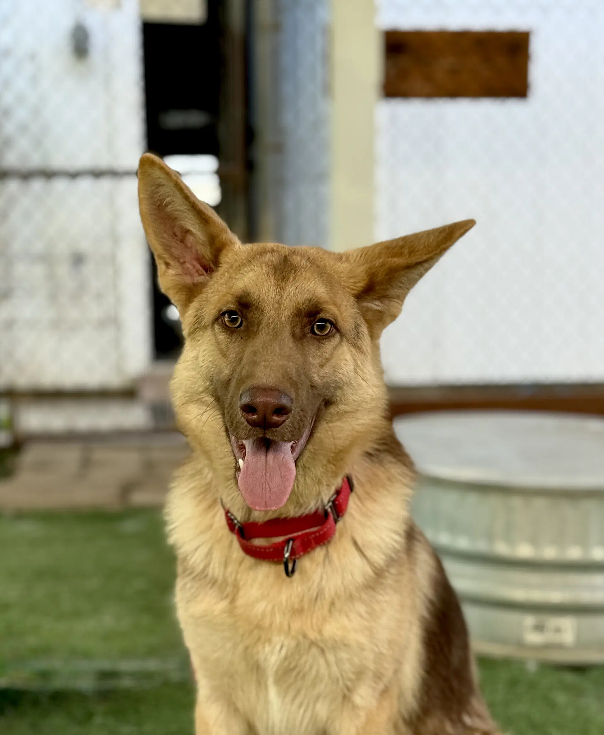 Rolo - German Shepherd Dog