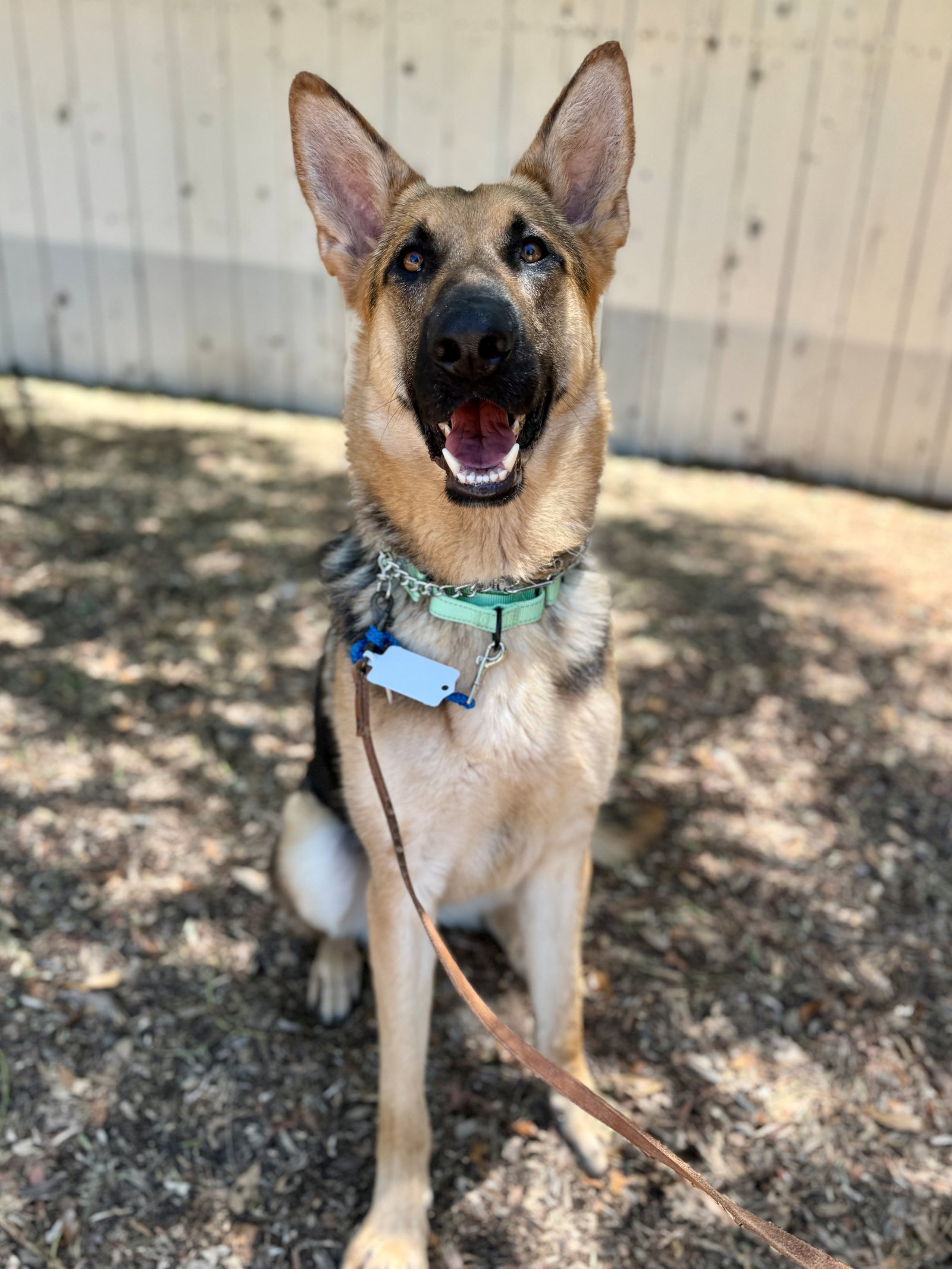 Ross, German Shepherd Dog