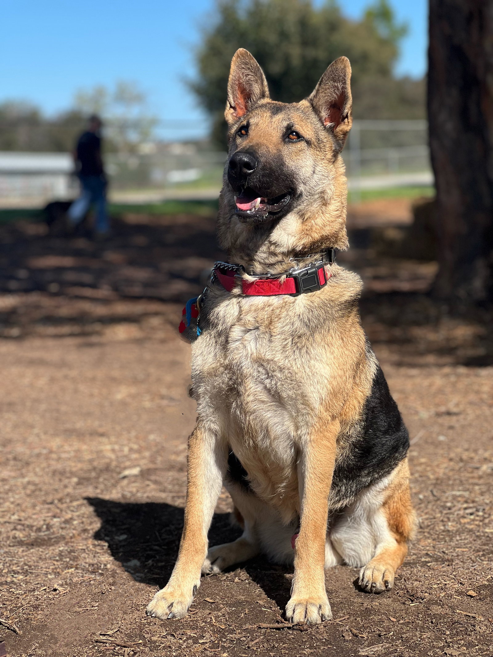 Ryder, German Shepherd Dog