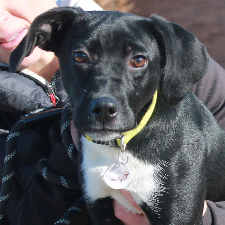 Dog for Adoption - Posie, a Border Collie in Strongsville, OH | Alpha Paw