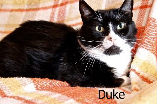 Duke